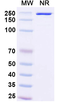 Mouse IgG1 kappa Isotype Control Monoclonal Antibody