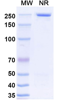 CD274/PD-L1/B7-H1 Rat Monoclonal Antibody