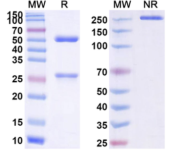 Mouse IgG1 kappa Isotype Control Monoclonal Antibody