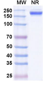 Rabbit IgG Isotype Control Monoclonal Antibody