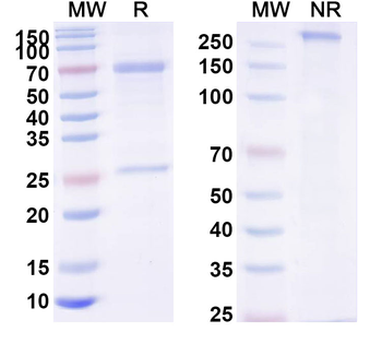 Human IgD kappa Isotype Control Monoclonal Antibody