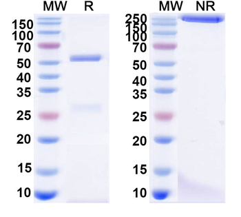 Human IgG4 kappa Isotype Control Monoclonal Antibody