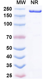Human IgG1 kappa Isotype Control Monoclonal Antibody