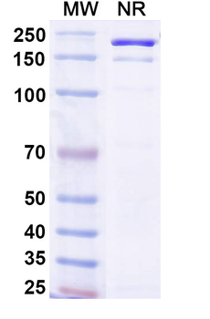 Human IgG1 kappa Isotype Control Monoclonal Antibody