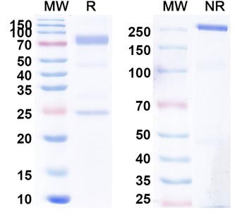 Canine IgE kappa Isotype Control Monoclonal Antibody