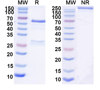 CD77 Mouse Monoclonal Antibody