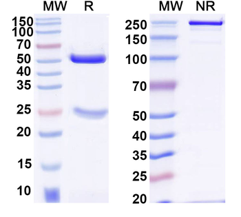 CD20/MS4A1 Human Monoclonal Antibody