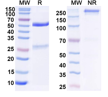 CD21/CR2 Mouse Monoclonal Antibody