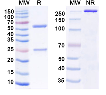 CD198/CCR8 Mouse Monoclonal Antibody