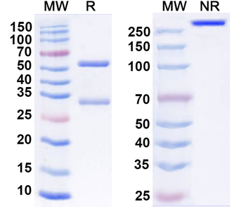 CD19 Mouse Monoclonal Antibody
