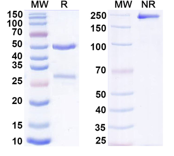 Canine IgG3 lambda Isotype Control Monoclonal Antibody