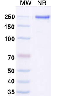 Canine IgG3 kappa Isotype Control Monoclonal Antibody