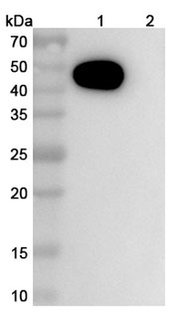 CD112/Nectin-2/PVRL2 Mouse Monoclonal Antibody