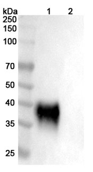 CD48 Mouse Monoclonal Antibody