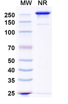 CD200 Mouse Monoclonal Antibody