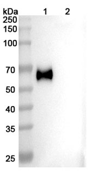 CD333/FGFR3 Mouse Monoclonal Antibody
