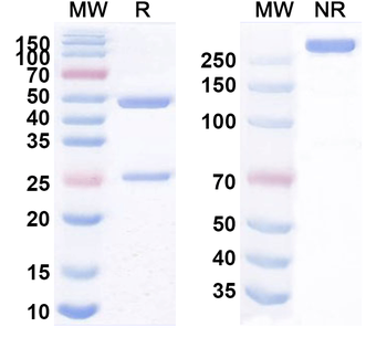 NCR3LG1/B7-H6 Mouse Monoclonal Antibody