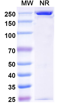 Complement C5b-9 Complex Mouse Monoclonal Antibody