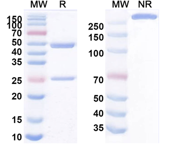 FSHR Mouse Monoclonal Antibody