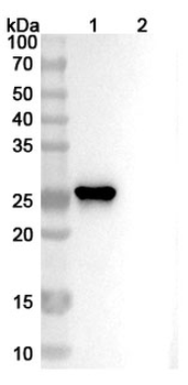 ROBO4 Mouse Monoclonal Antibody
