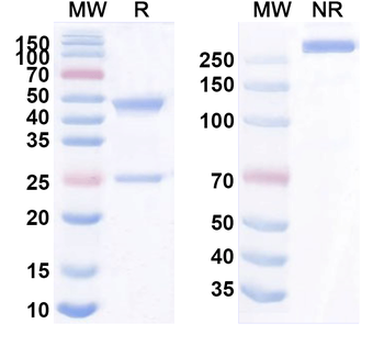 Mouse Monoclonal Antibody