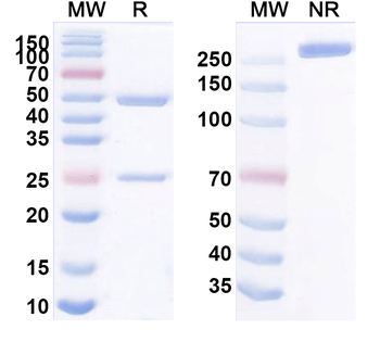 VIPR1/VPAC1 Mouse Monoclonal Antibody