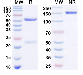 CD152/CTLA4 Rabbit Monoclonal Antibody