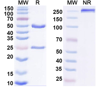 CD13/ANPEP Mouse Monoclonal Antibody
