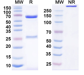 CD325/CDH2 Mouse Monoclonal Antibody