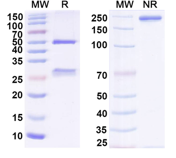 Lymphoma Mouse Monoclonal Antibody