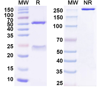 CSPG4/HMW-MAA/MCSP/NG2 Mouse Monoclonal Antibody