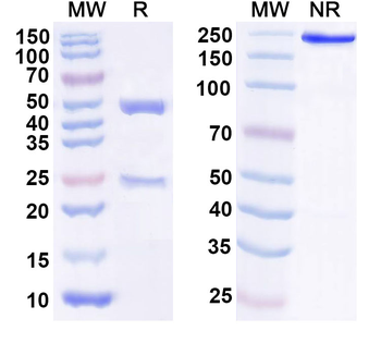 Horse CYCS/CYC Mouse Monoclonal Antibody