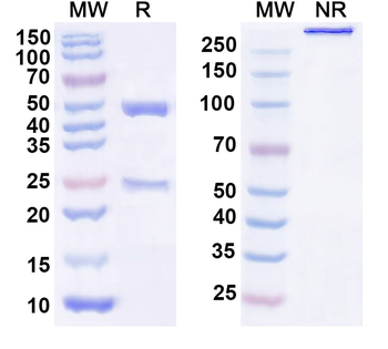 CYCS Mouse Monoclonal Antibody