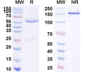 CD20/MS4A1 Rabbit Monoclonal Antibody
