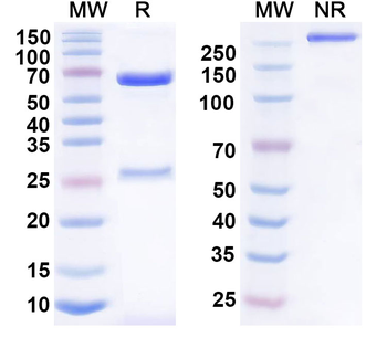 CD148 Mouse Monoclonal Antibody