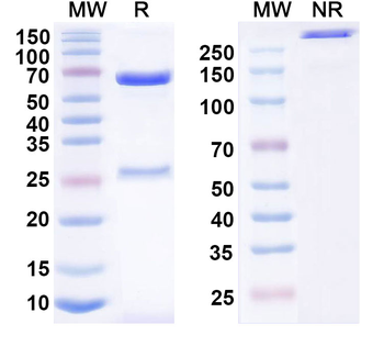CD28 Mouse Monoclonal Antibody