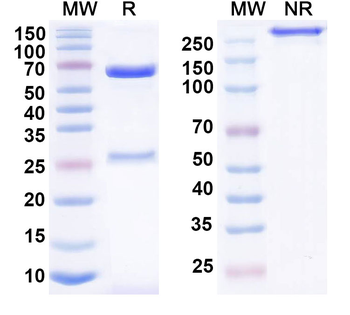 EDNRA/ETA/ETRA Human Monoclonal Antibody