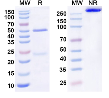 TER-119/Erythroid Cells Mouse Monoclonal Antibody