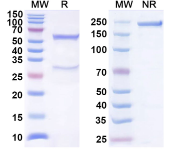 CD16a/FCGR3A Human Monoclonal Antibody