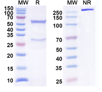 BAG3 Human Monoclonal Antibody