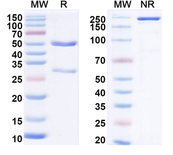 LGR5/GPR49 Mouse Monoclonal Antibody