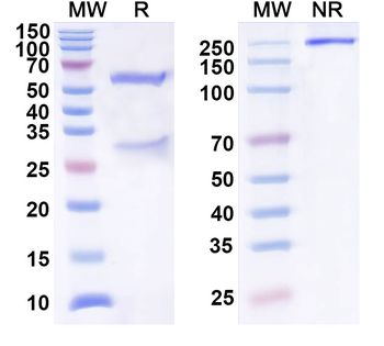 PPBP/CXCL7/NAP-2 Mouse Monoclonal Antibody