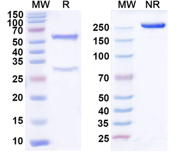 PDGFD Mouse Monoclonal Antibody