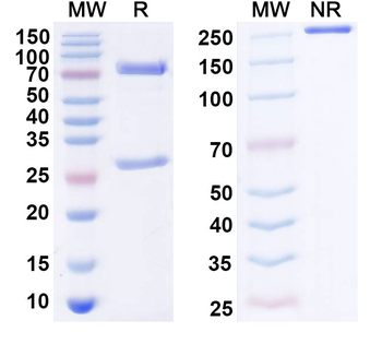 TGFA/TGF-alpha Mouse Monoclonal Antibody