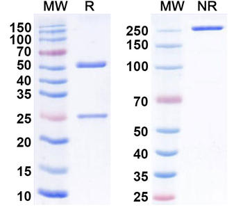 IGF2 Mouse Monoclonal Antibody