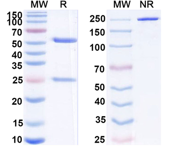 BMP6 Mouse Monoclonal Antibody