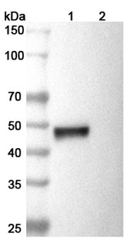 CD112/Nectin-2/PVRL2 Mouse Monoclonal Antibody