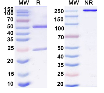 CD85j/LILRB1/ILT2 Mouse Monoclonal Antibody