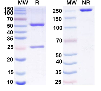 GPA33 Mouse Monoclonal Antibody