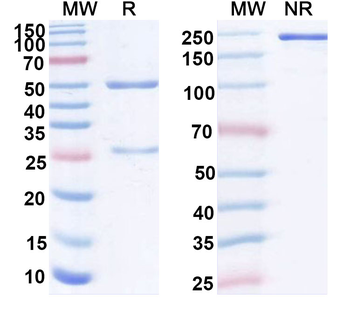 IL20 Mouse Monoclonal Antibody